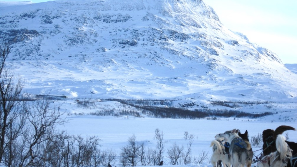 Luminen tunturimaisema koiravaljakon kyydistä kuvattuna.