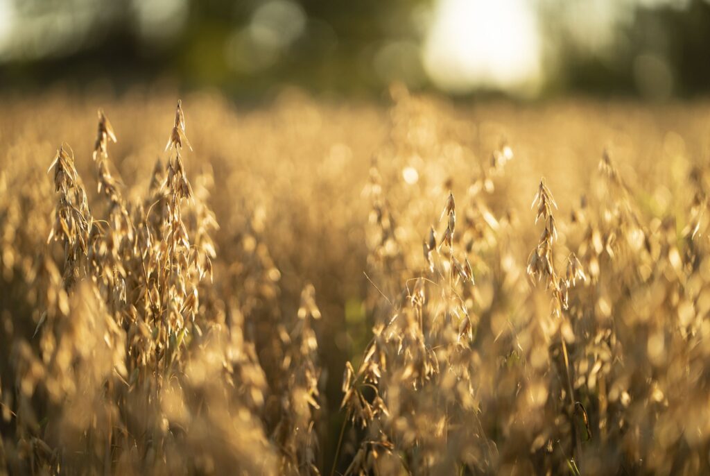 Lähikuva kaurapellosta ilta-auringossa.